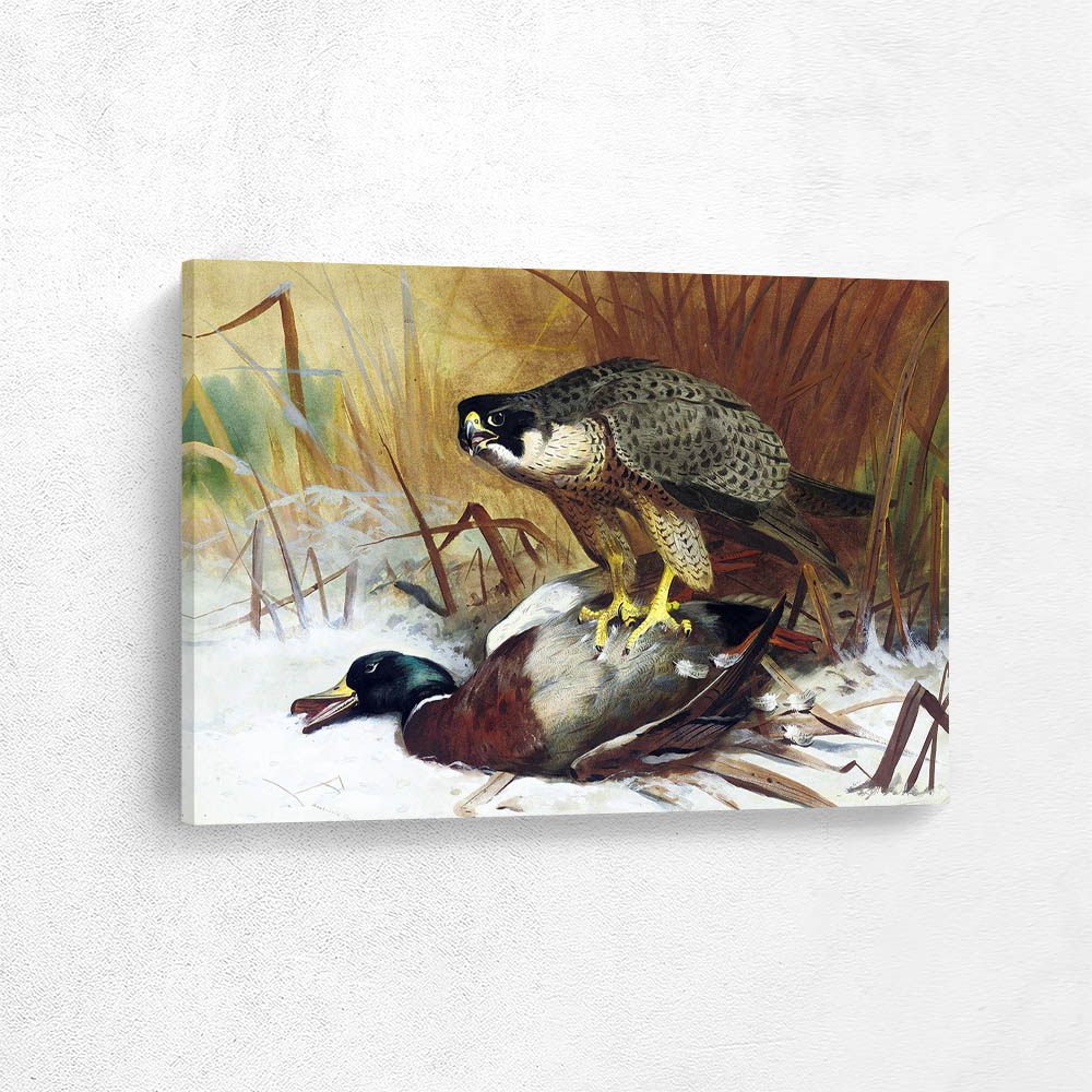  A Peregrine Falcon and Mallard