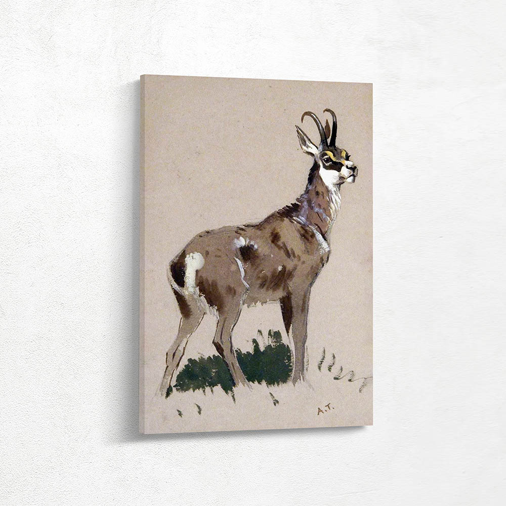 Antelope